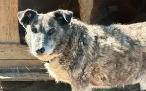 Für Karlchen muss das Glück einen zweiten Anlauf nehmen! Bild 10