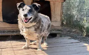 Für Karlchen muss das Glück einen zweiten Anlauf nehmen! Bild 5