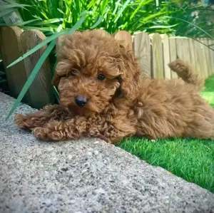 Toypudel welpen bereit