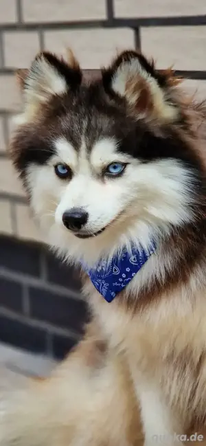 Pomsky Wolly Toy F3 DECKRÜDE 