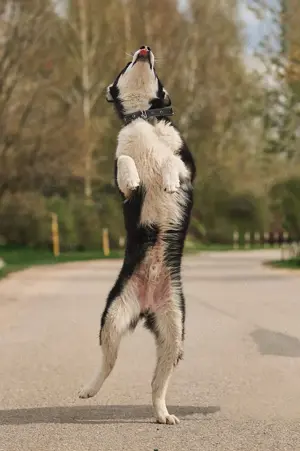 Süßer Chico sucht liebevolles Zuhause Bild 6