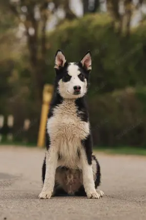 Süßer Chico sucht liebevolles Zuhause Bild 3