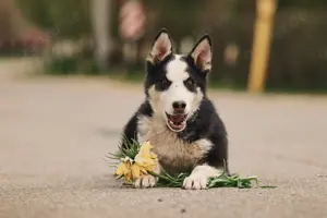 Süßer Chico sucht liebevolles Zuhause Bild 7