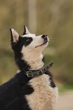 Süßer Chico sucht liebevolles Zuhause Bild 4