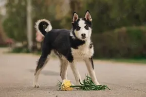 Süßer Chico sucht liebevolles Zuhause Bild 5