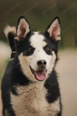 Süßer Chico sucht liebevolles Zuhause