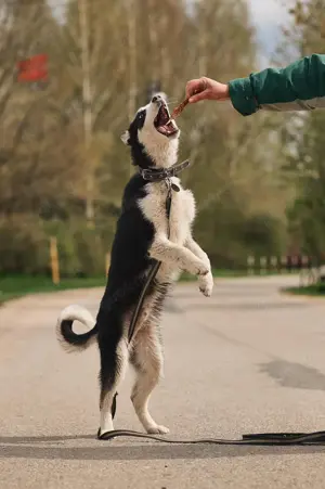 Süßer Chico sucht liebevolles Zuhause Bild 10