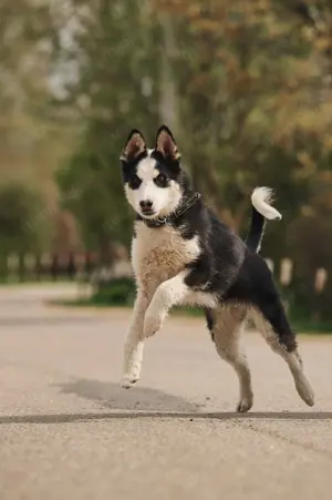 Süßer Chico sucht liebevolles Zuhause Bild 9