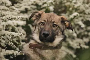 Liebe Santa sucht ihre Familie