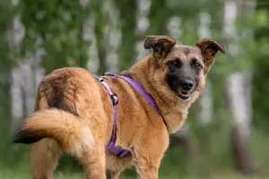 Liebe Malta sucht ein neues Zuhause Bild 2