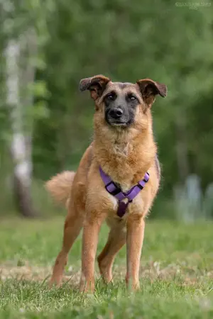 Liebe Malta sucht ein neues Zuhause Bild 7