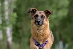 Liebe Malta sucht ein neues Zuhause Bild 4