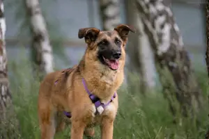 Liebe Malta sucht ein neues Zuhause