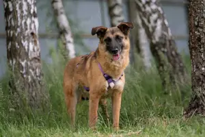 Liebe Malta sucht ein neues Zuhause Bild 6