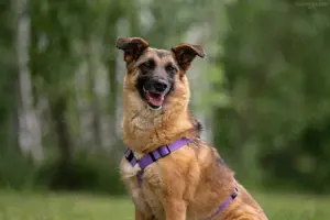 Liebe Malta sucht ein neues Zuhause Bild 5