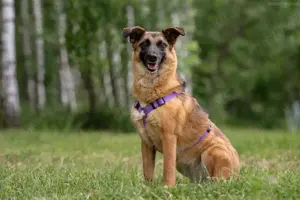 Liebe Malta sucht ein neues Zuhause Bild 3