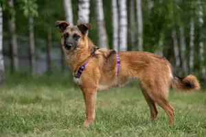 Liebe Malta sucht ein neues Zuhause Bild 9