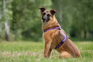 Liebe Malta sucht ein neues Zuhause Bild 8