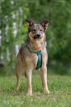 Süße Najda sucht liebevolles Zuhause Bild 4