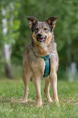 Süße Najda sucht liebevolles Zuhause Bild 5