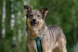 Süße Najda sucht liebevolles Zuhause Bild 6