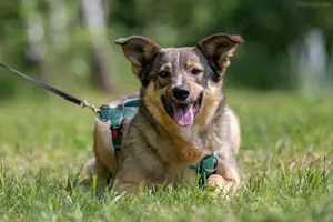 Süße Najda sucht liebevolles Zuhause Bild 7