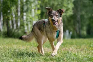 Süße Najda sucht liebevolles Zuhause Bild 2