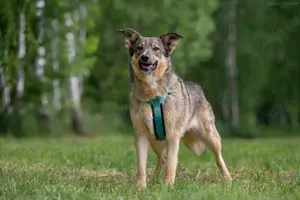 Süße Najda sucht liebevolles Zuhause Bild 3