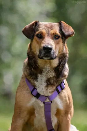 Schöne Rita sucht liebevolles Zuhause