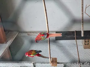  rosella sittiche  Bild 3