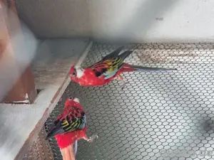  rosella sittiche  Bild 2