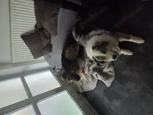 Altdeutscher Schäferhund 