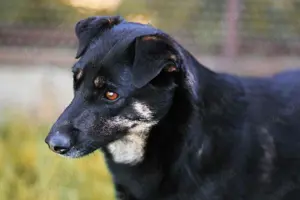 Liebe Lana sucht ein neues Zuhause Bild 4