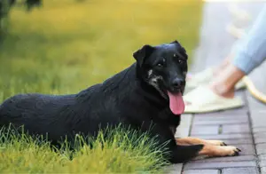 Liebe Lana sucht ein neues Zuhause Bild 2