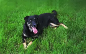 Liebe Lana sucht ein neues Zuhause Bild 5