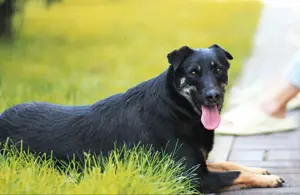 Liebe Lana sucht ein neues Zuhause Bild 3