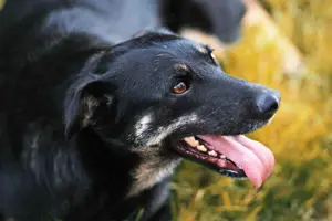 Liebe Lana sucht ein neues Zuhause Bild 6