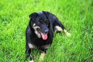 Liebe Lana sucht ein neues Zuhause Bild 7