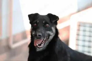 Liebe Lana sucht ein neues Zuhause Bild 9