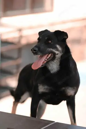 Liebe Lana sucht ein neues Zuhause Bild 8