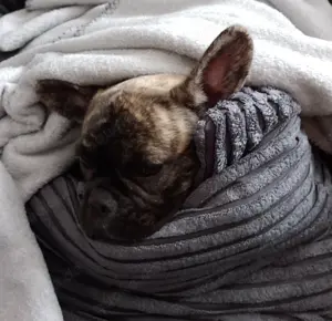 Verkaufe meine wundervolle Französische Bulldogge 