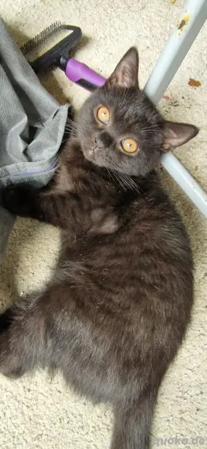 Britisch Kurzhaar Katzen