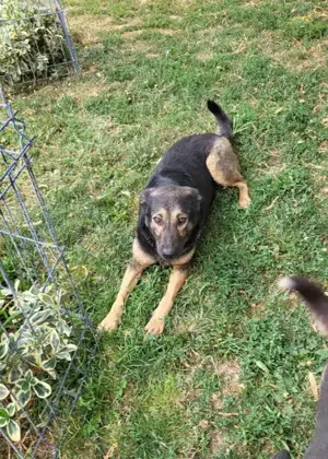 FREYA - sucht ihr Körbchen auf Lebzeit (wartet in Rumänien) Bild 3