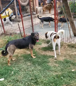 FREYA - sucht ihr Körbchen auf Lebzeit (wartet in Rumänien) Bild 2