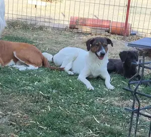 GIGI - so ein toller Kerl (wartet in Rumänien) Bild 3