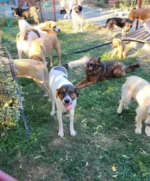 GIGI - so ein toller Kerl (wartet in Rumänien) Bild 4