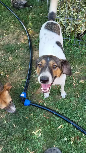 GIGI - so ein toller Kerl (wartet in Rumänien)