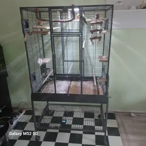 Agapornieden Pfirsichköpfchen (Hahn und Henne)