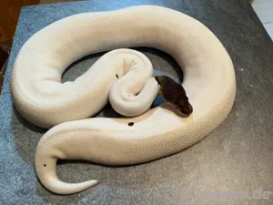 Königspythons Subadult-Adult