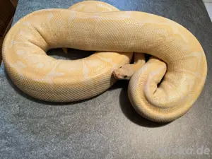 Königspythons Subadult-Adult